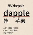 单词dapple