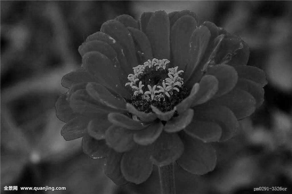 黑白花.jpg